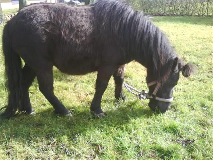 Shetlænder Olga! R.I.P SAVNET!!! :'( - Tykke Tykke!!! billede 6