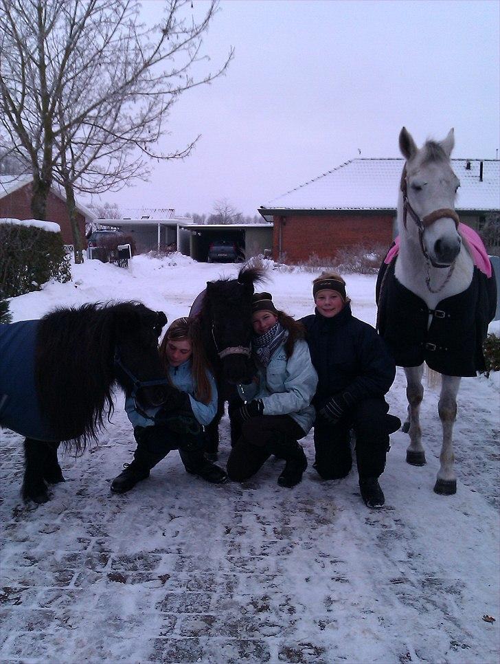 Shetlænder Olga! R.I.P SAVNET!!! :'( - Sidste dag sammen :/<3 billede 7