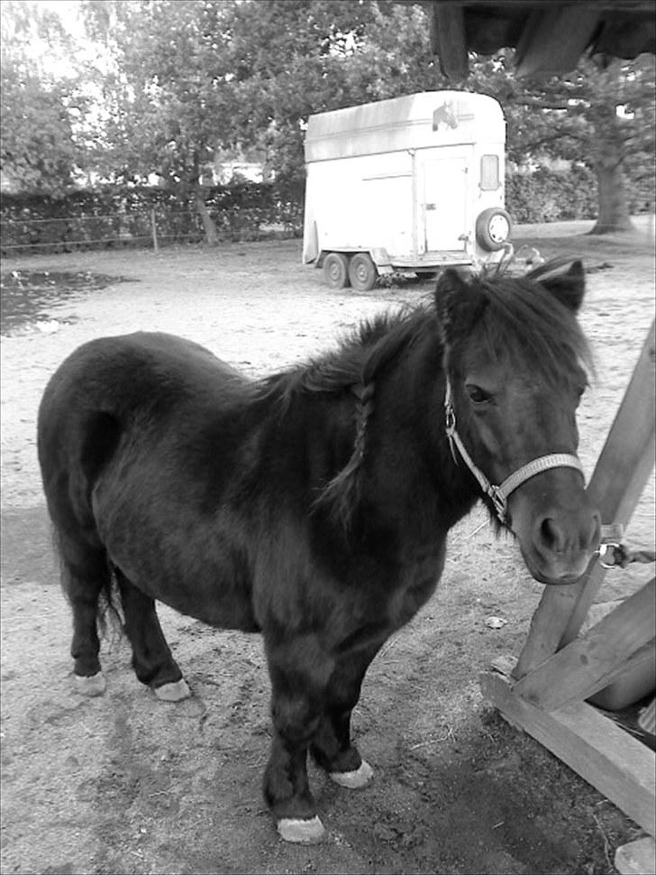 Shetlænder Olga! R.I.P SAVNET!!! :'( - Olga står pænt ;) billede 8