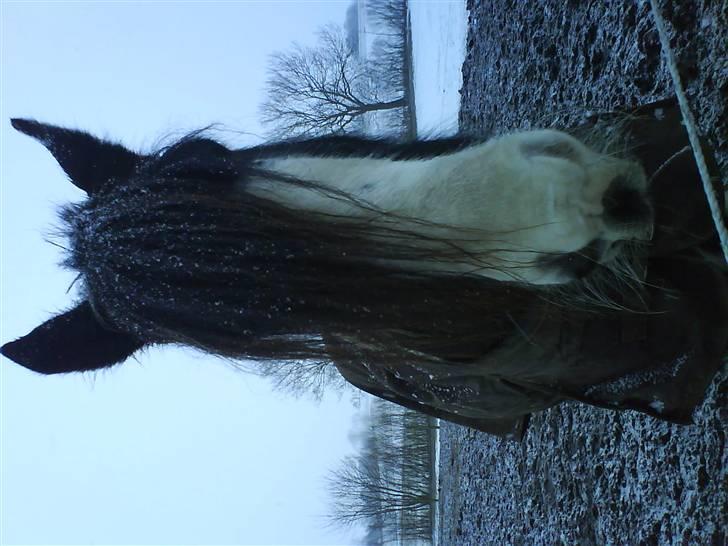 Irish Cob One Eyed Shannon billede 4
