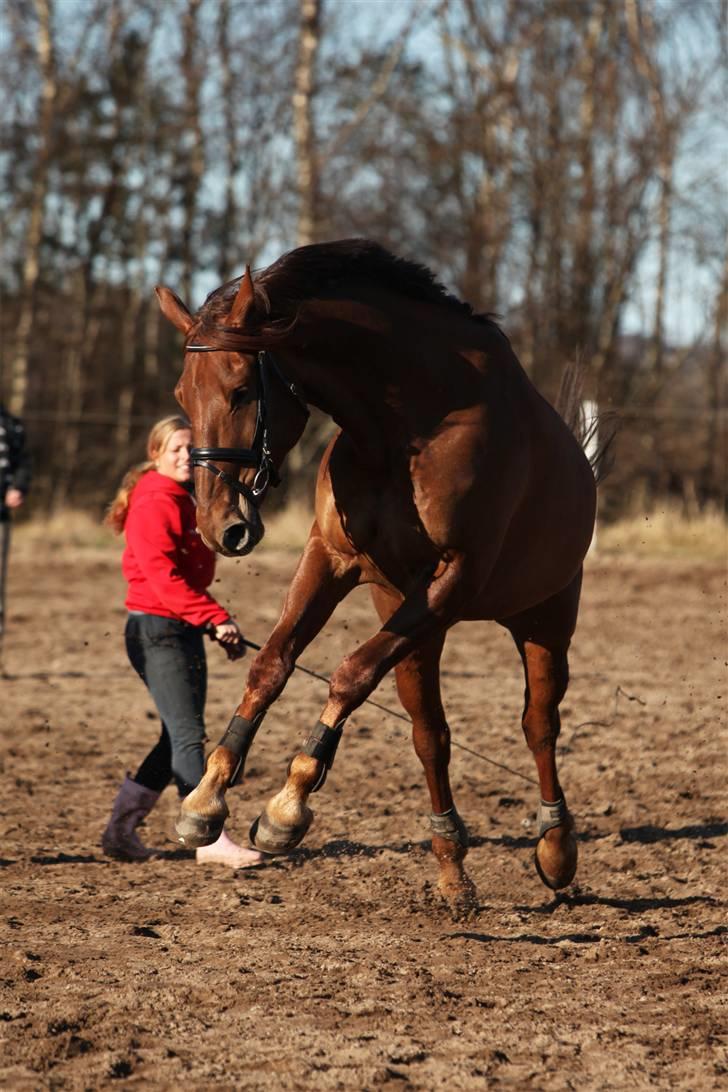 Frederiksborg Santos - Fotograf: Sandra Buus - sipo billede 5
