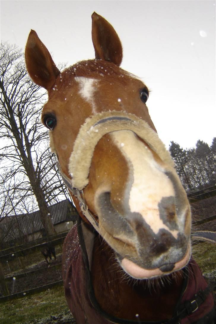 Dansk Varmblod Rosinante Edoma - Hallo de der...det hagler! 27.3.2009 billede 15