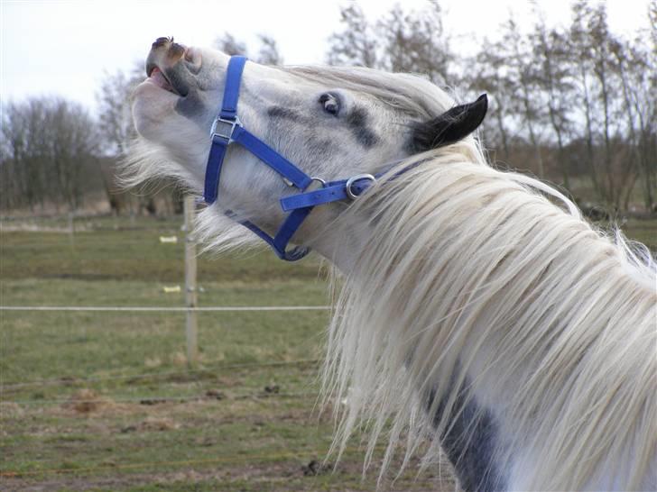 Irish Cob Little Big Bobby Beer billede 9