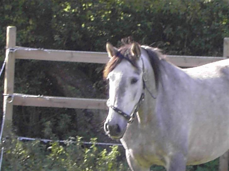 Cruzado Ballerina billede 1