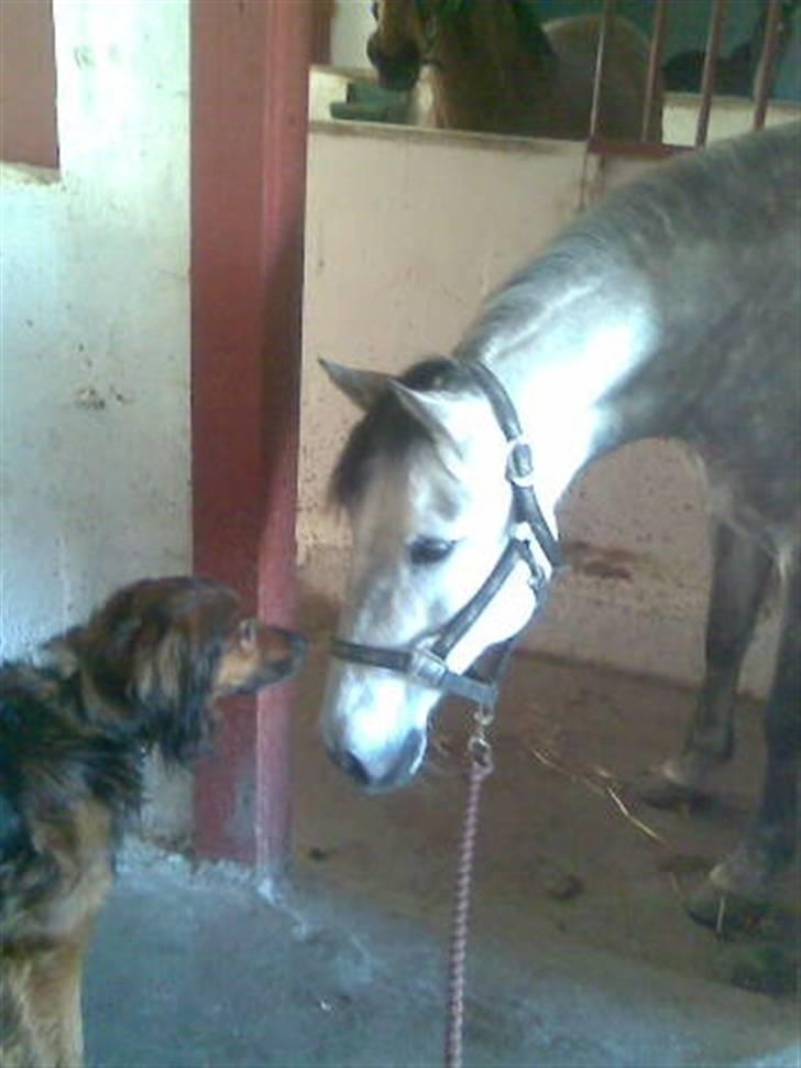 Cruzado Ballerina - Ballerina hilser på vores hund Rumle billede 2