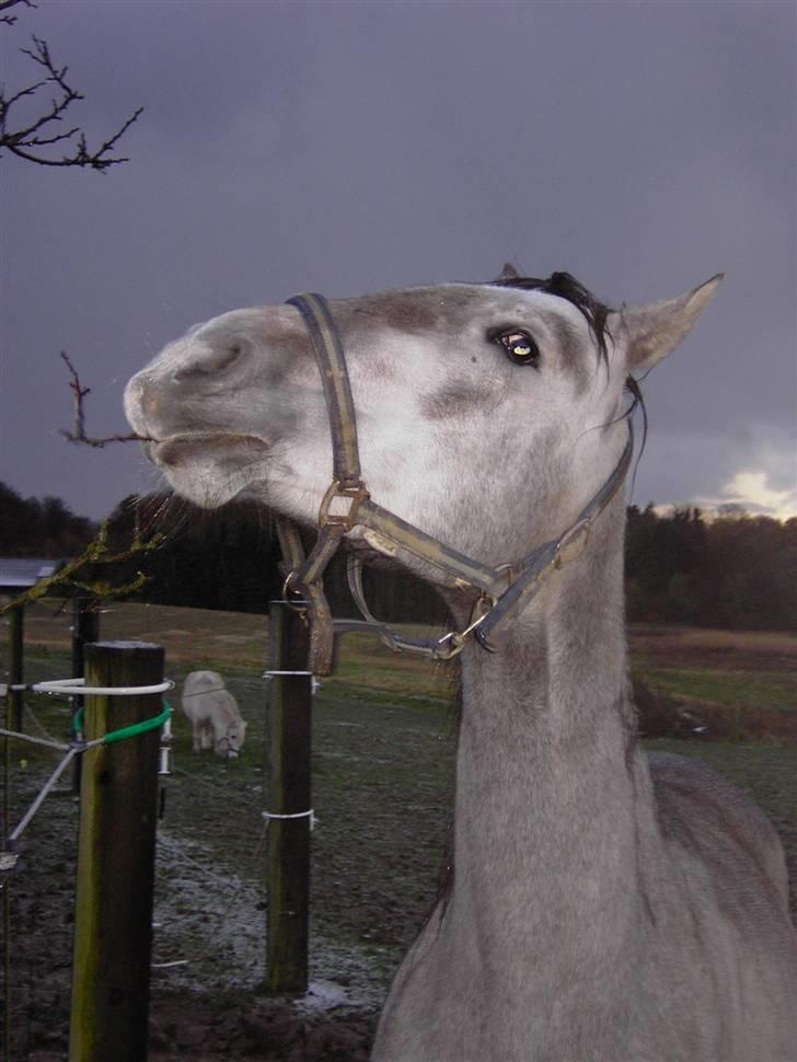Cruzado Ballerina - Fjolle hest billede 6