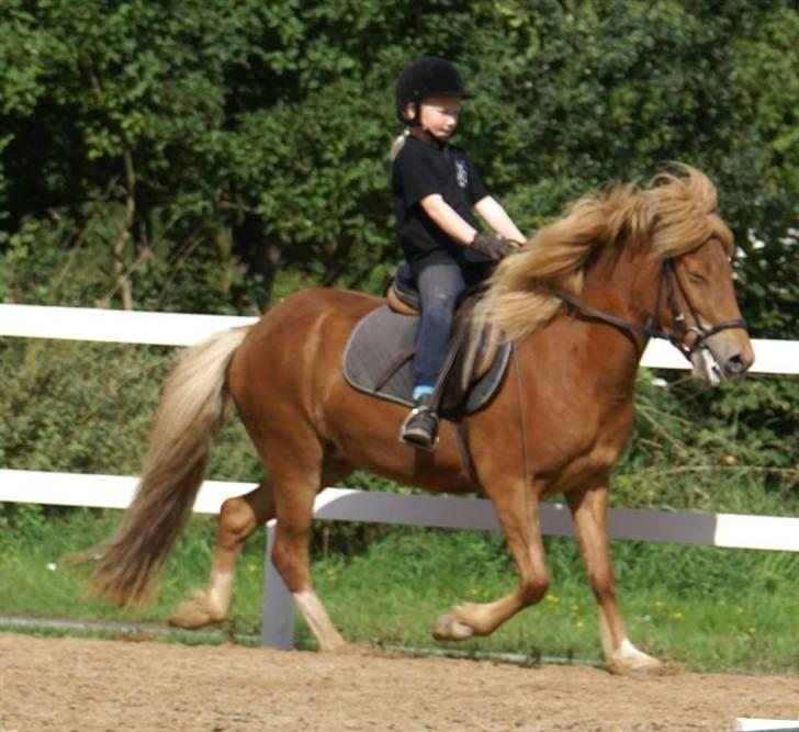 Islænder Gusa fra Tøndborg (solgt) - Her træner vi på vore egen bane billede 1