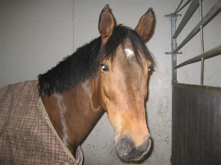 Dansk Varmblod Vistahl Finesse - Finesse har et glimt i øjet... billede 10