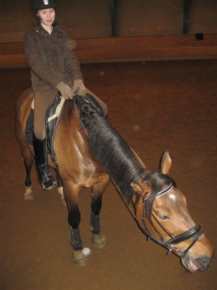 Dansk Varmblod Vistahl Finesse - Giraf Finesse billede 11