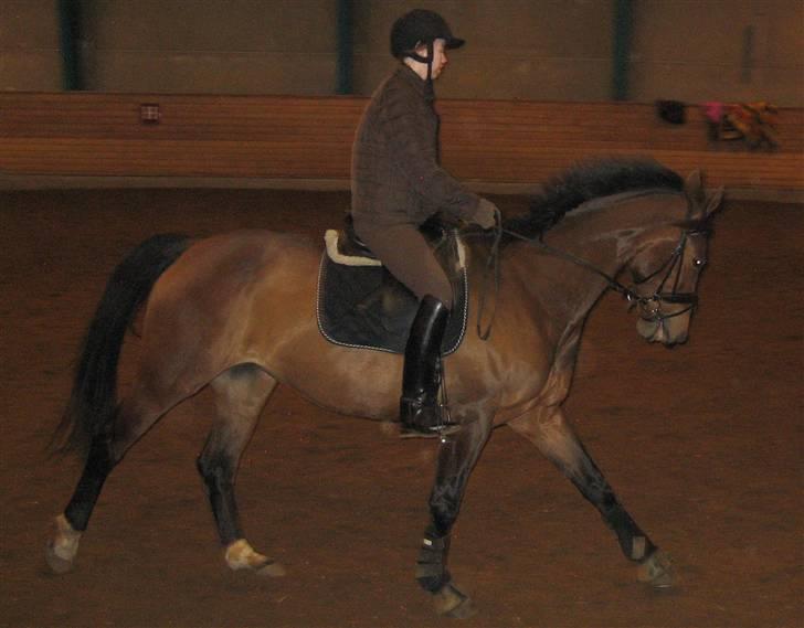 Dansk Varmblod Vistahl Finesse - Uuh, et heldigt billede.. prøv lige at tjekke mit hoved ud, jeg ser MEGET mærkelig ud;P billede 13