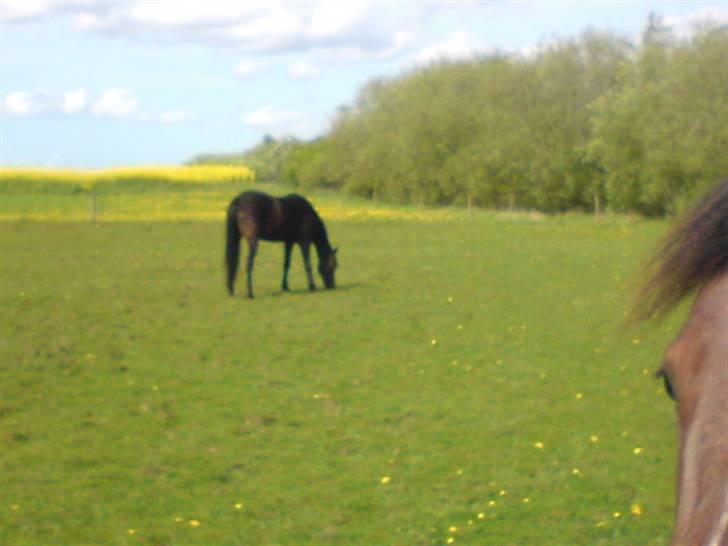 Traver Vanderbilt *helpart* - den 9 maj 09! - bye bye vander (; billede 16