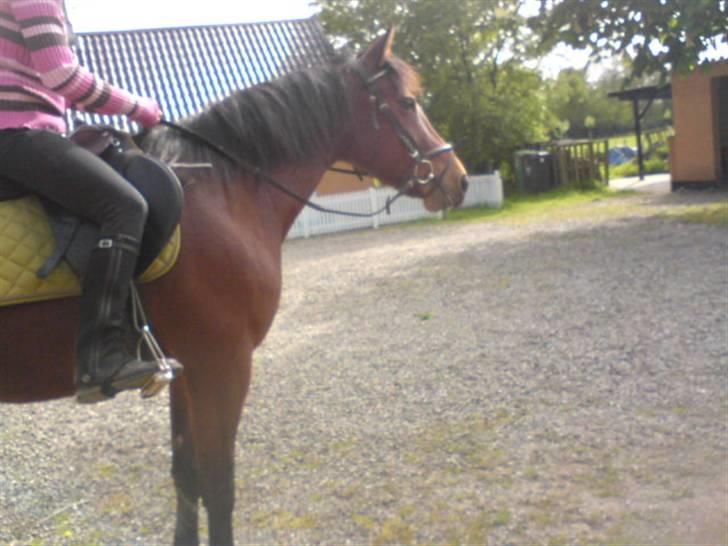 Traver Hovsa Tarka-Ka *helpart* - den 9 maj 09! med rytter (; 3 gang i år ö billede 8