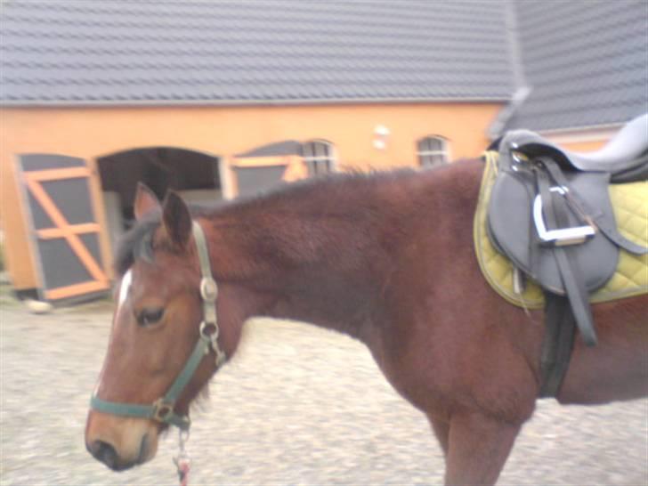 Traver Hovsa Tarka-Ka *helpart* - » en bette tur med sadlen (; - såå fint :* billede 9