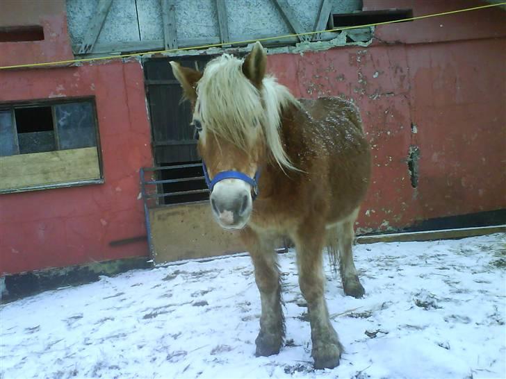 Haflinger Flicka solgt :( billede 1