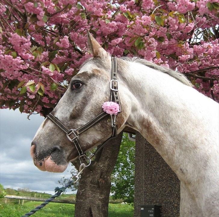 Anden særlig race Leifi  - Veklommen til Leifi´s profil. Leifi ejes af Skåde Rideskole Foto: Mig billede 1