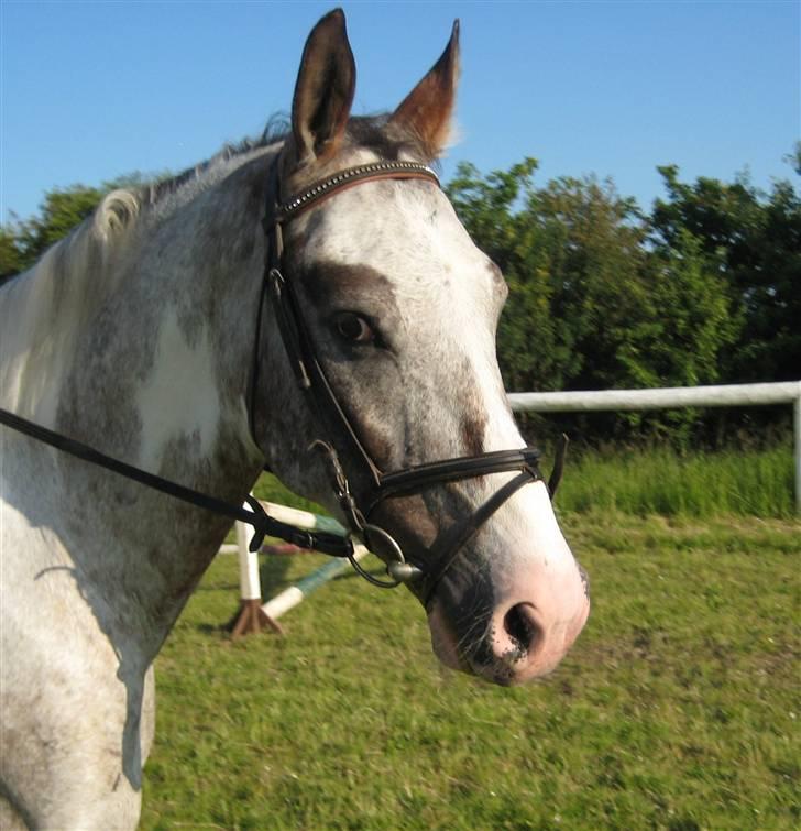 Anden særlig race Leifi  - Spring træning opvarmning d. 23 Juni 2009, Dejlig Leifi Foto: Emma Sonja billede 2