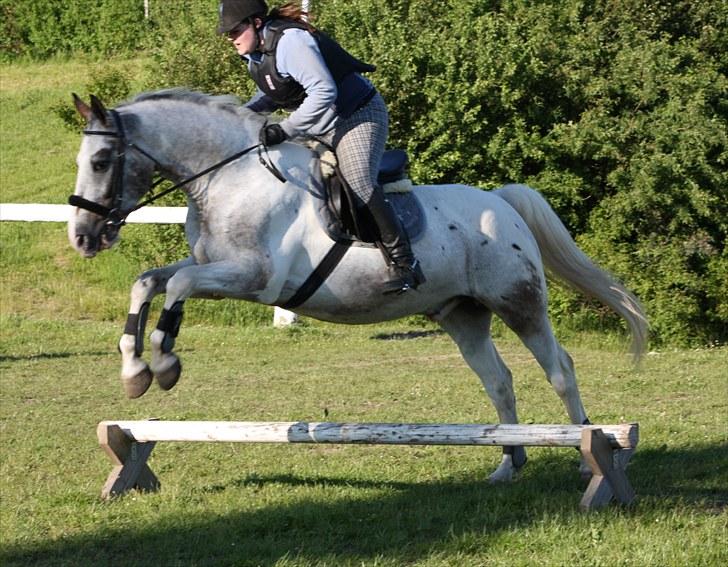 Anden særlig race Leifi  - Spring opvarmning. 15 Juni 2010 ;D Foto: Emma Sonja billede 4