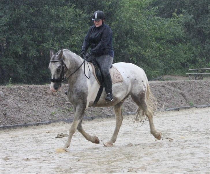 Anden særlig race Leifi  - Dressur træning d. 17 August 2010 i øs regnvejr Foto: Emma Sonja billede 5