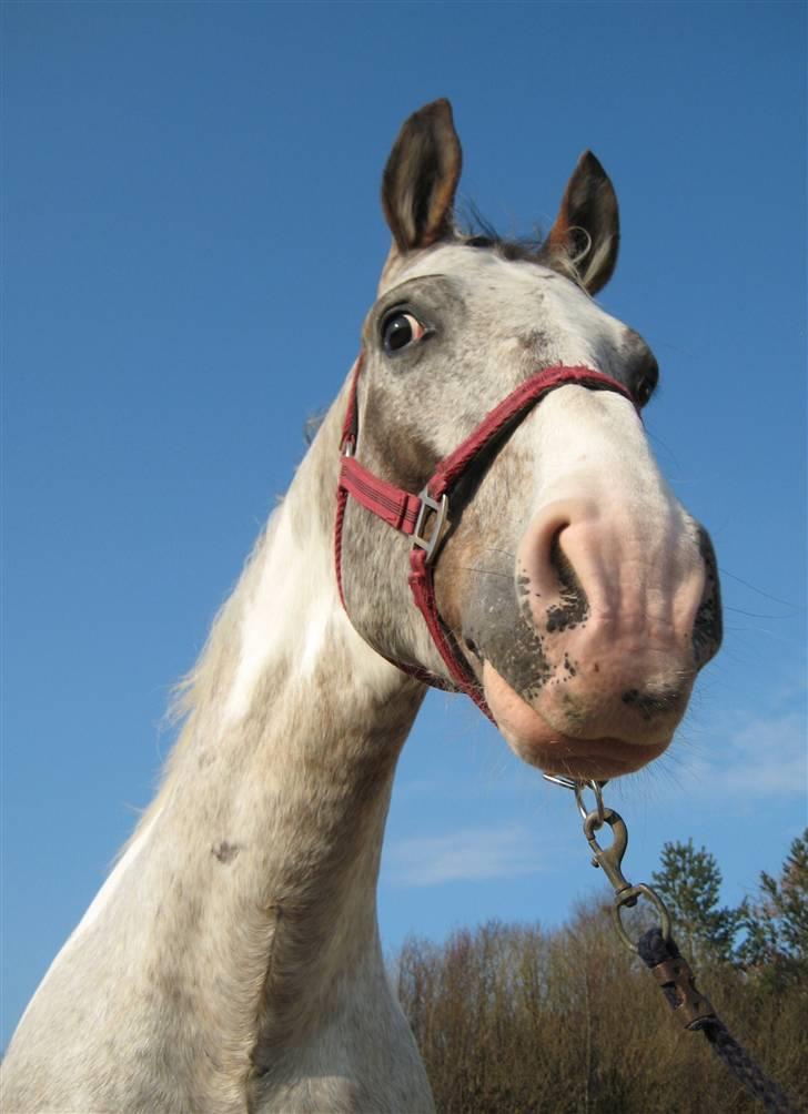 Anden særlig race Leifi  - Først "sommerdag" i 2010, med blå himmel Foto: Mig billede 6