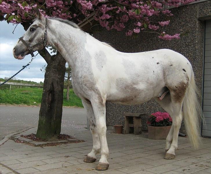 Anden særlig race Leifi  - Leifi i fuld figur under det smukke træ Foto: Mig billede 7