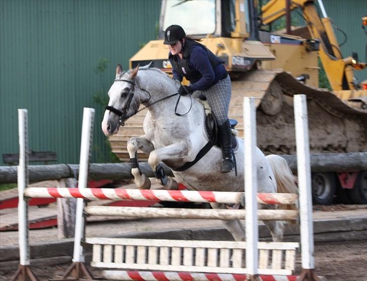 Anden særlig race Leifi  - Træning ca. 1 m dog grim bagrund Foto: Jane billede 8