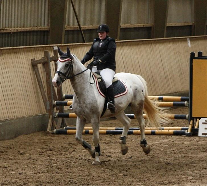 Anden særlig race Leifi  - Spring Cuppen 2010 Foto: Emma Sonja billede 9