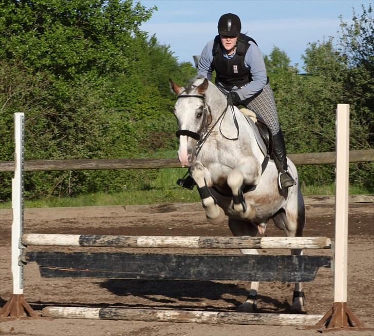 Anden særlig race Leifi  - Spring træning d, 1 juni 2010 Foto: Helle billede 10