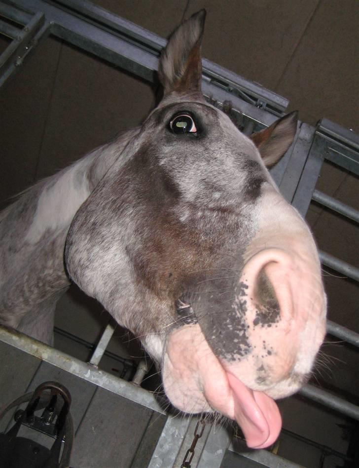 Anden særlig race Leifi  - Haha nice billede af Leifi Foto: Emma Sonja billede 11