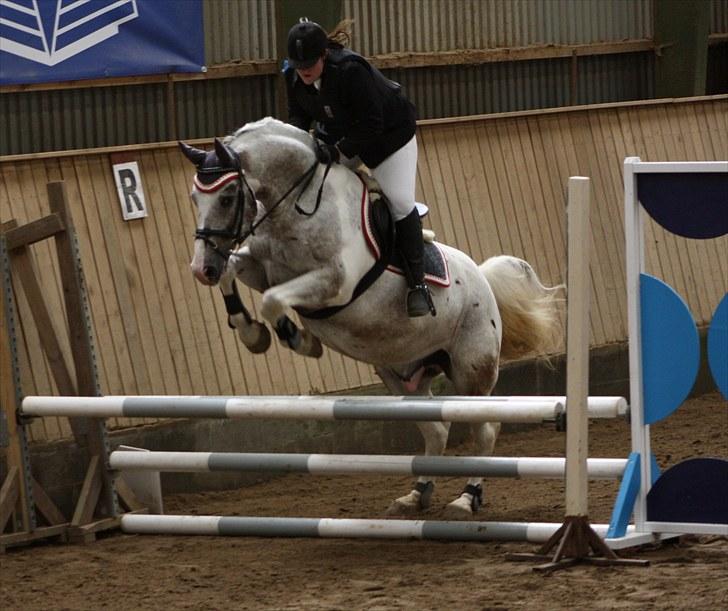 Anden særlig race Leifi  - Spring Cuppen 2010 Leifi i lækker stil over 80 cm Foto: Emma Sonja billede 12