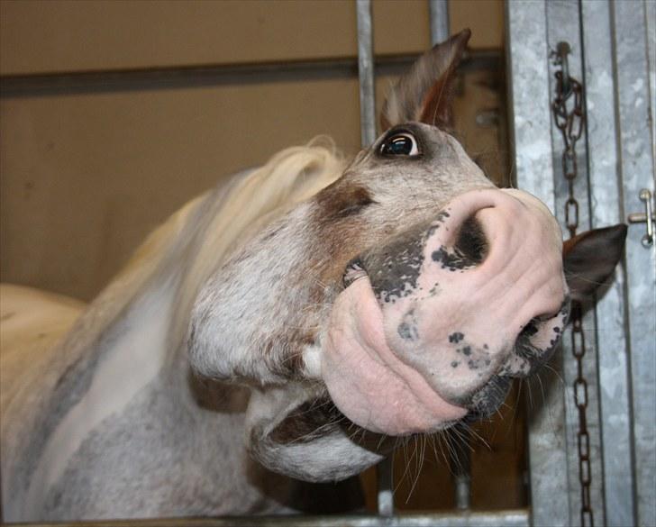 Anden særlig race Leifi  - Leifi når han er kønnest ;) Foto: Mig billede 13