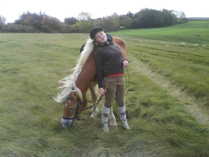 Haflinger Flicka solgt :( billede 2