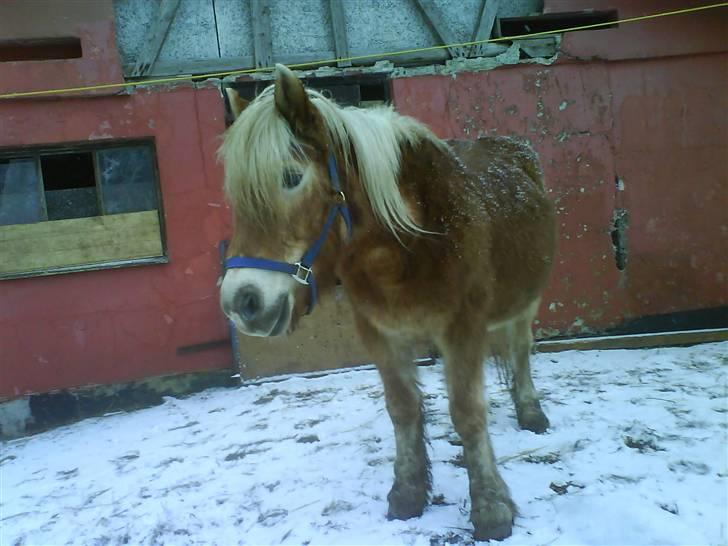 Haflinger Flicka solgt :( billede 3