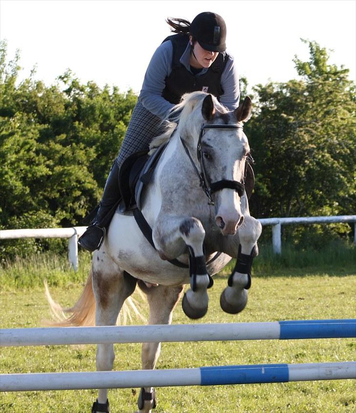 Anden særlig race Leifi  - Spring træning d. 15. juni 2010 ;D Foto: Jane billede 16
