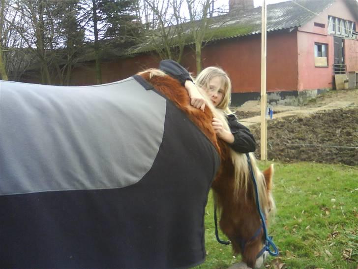 Haflinger Flicka solgt :( billede 5