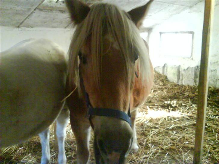 Haflinger Flicka solgt :( billede 6