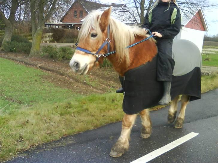 Haflinger Flicka solgt :( billede 7