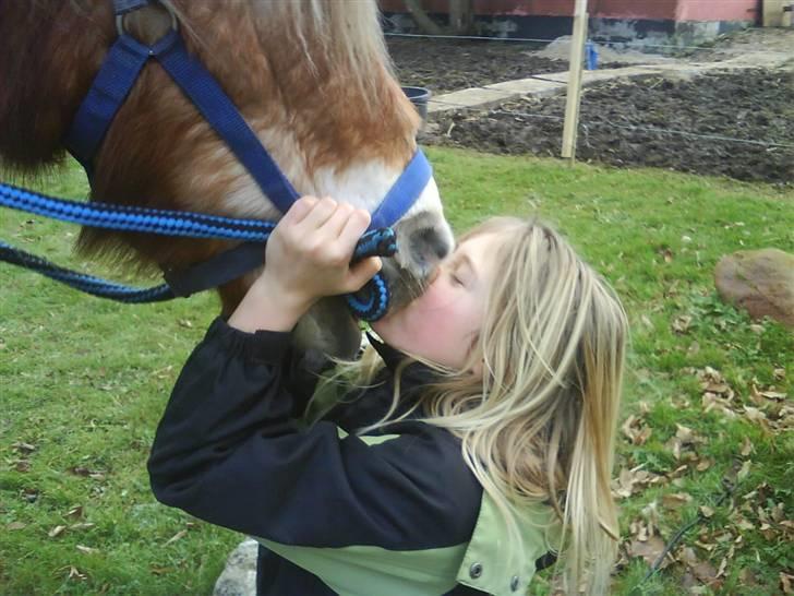 Haflinger Flicka solgt :( billede 8