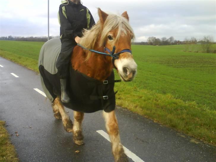 Haflinger Flicka solgt :( billede 9