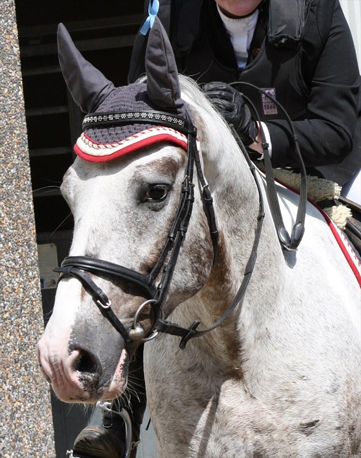 Anden særlig race Leifi  - Spring Cuppen 2010 Foto: Emma Sonja billede 18