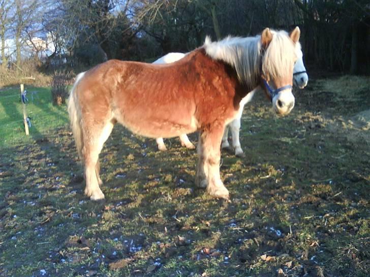 Haflinger Flicka solgt :( billede 10