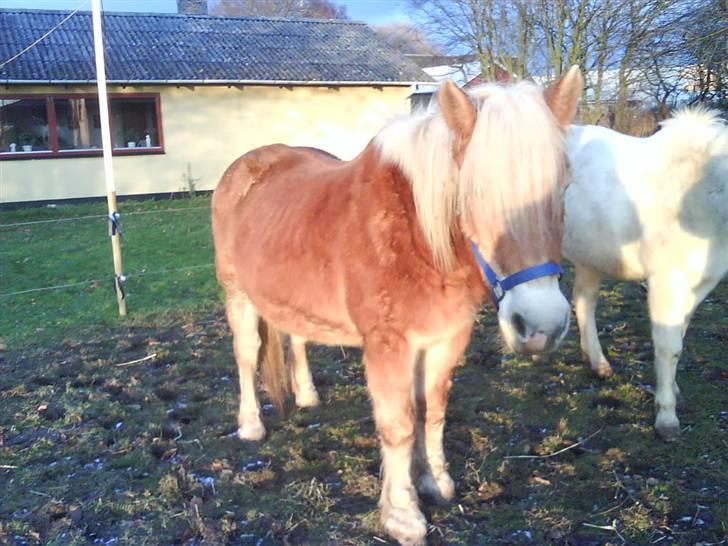 Haflinger Flicka solgt :( billede 11