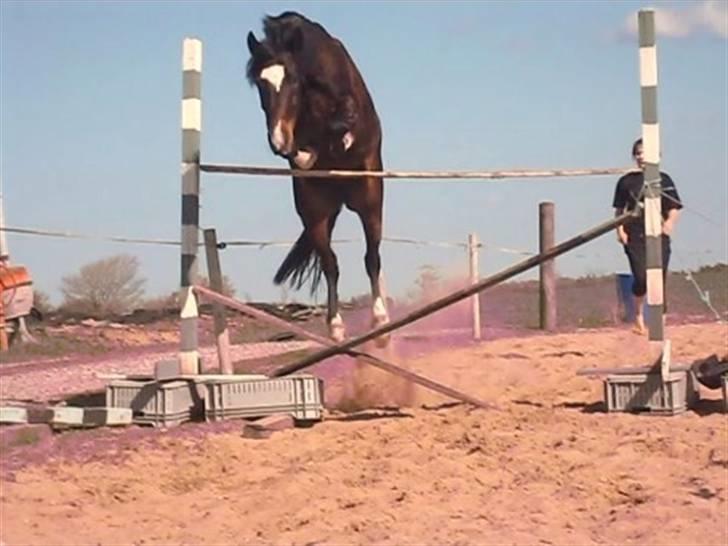 Hollandsk Sportspony Siljan<33  - Han er sq lidt sej ;D<33 billede 2