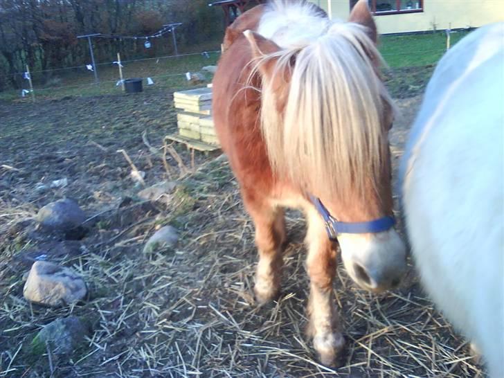 Haflinger Flicka solgt :( billede 12