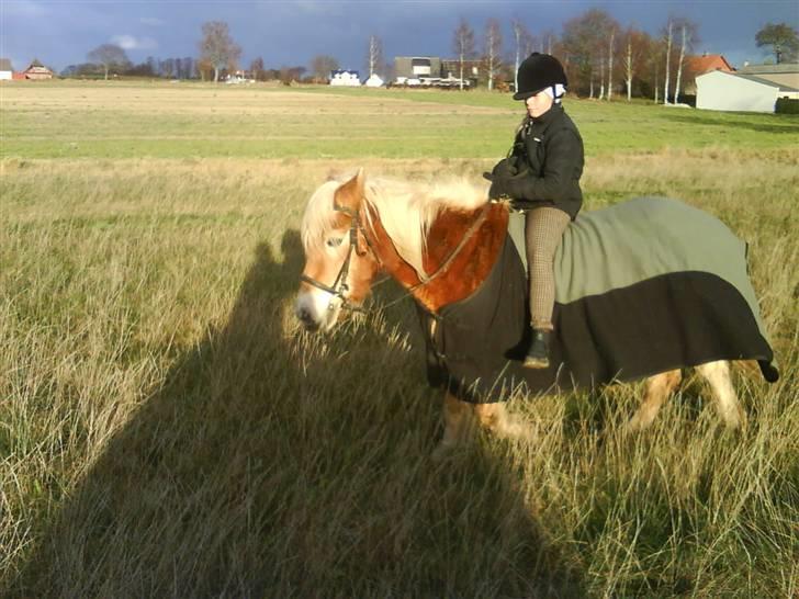 Haflinger Flicka solgt :( billede 13