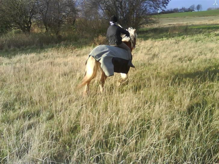 Haflinger Flicka solgt :( billede 14