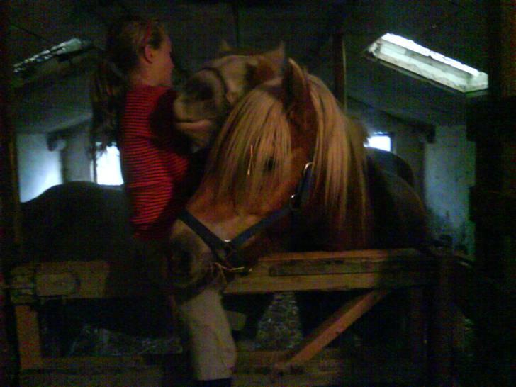 Haflinger Flicka solgt :( billede 15