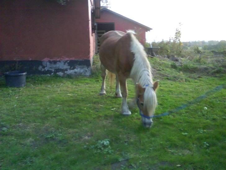Haflinger Flicka solgt :( billede 16