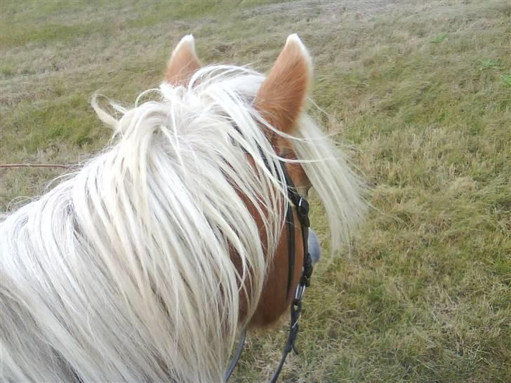 Haflinger Flicka solgt :( billede 17