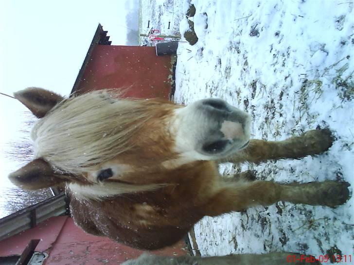 Haflinger Flicka solgt :( billede 18