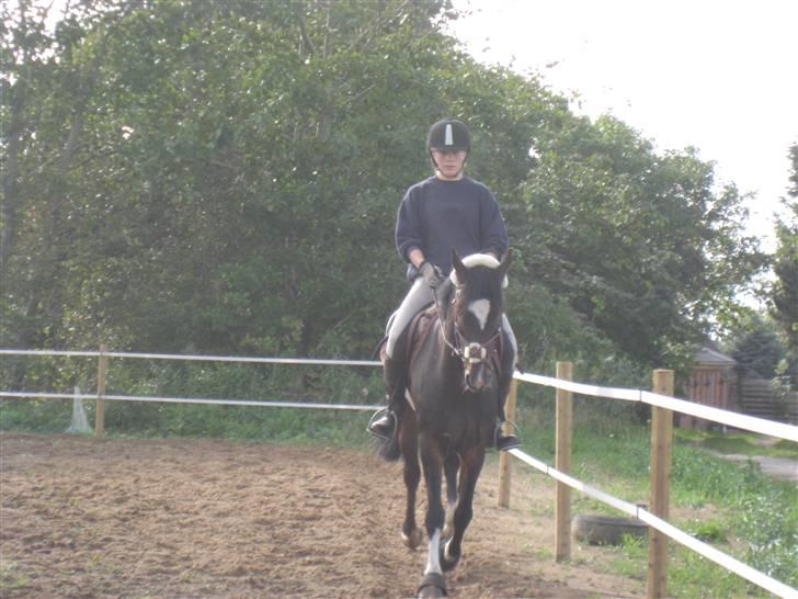 Hollandsk Sportspony Siljan<33  - Såå dygtig<3 billede 6